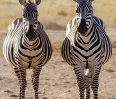 twin zebras