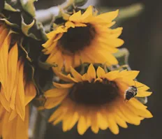 bee on sunflowers