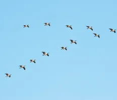 geese flying in a V