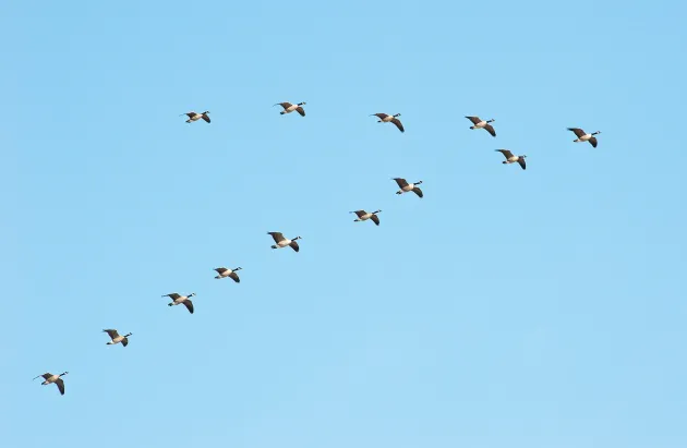 geese flying in a V