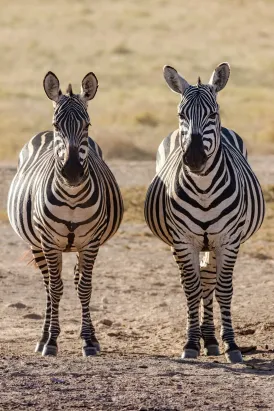 twin zebras