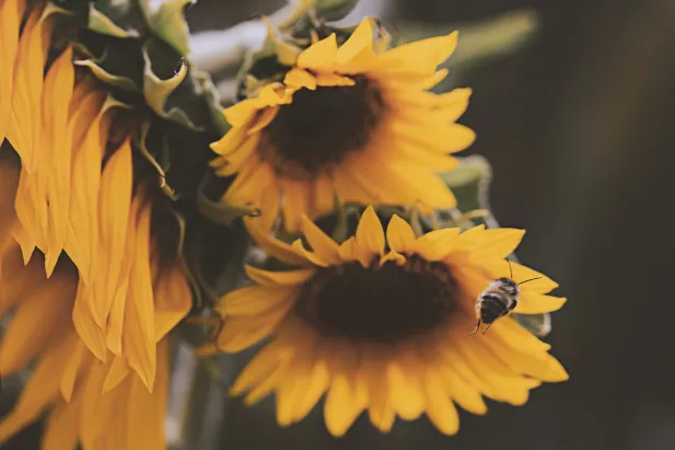 bee on sunflowers