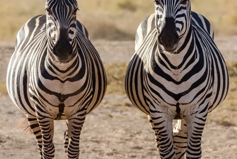 twin zebras