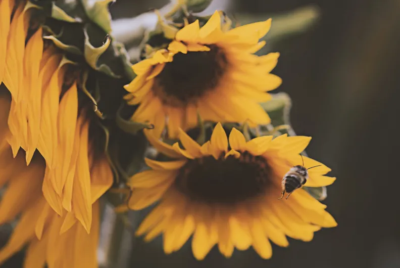 bee on sunflowers