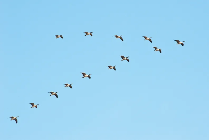 geese flying in a V